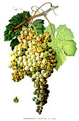 Botanical illustration of grape Pannarille Blanche