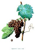 Botanical illustration of grape Piquepoul Rose ou Gris