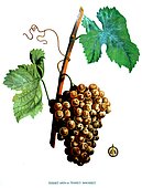 Botanical illustration of grape Terret gris ou Terret bourret
