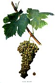 Botanical illustration of grape Ugni Blanc