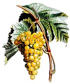 Botanical illustration of grape