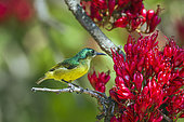 Collared Sunbird (Hedydipna collaris) on a branch, Kruger National park, South Africa
