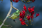 Collared Sunbird (Hedydipna collaris) on a branch, Kruger National park, South Africa