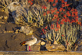 Egyptian Goose (Alopochen aegyptiaca) on ground, Kruger National park, South Africa