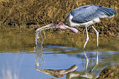 Marabou stork (Leptoptilos crumeniferus) drinking in water, Kruger National park, South Africa