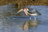 Marabou stork (Leptoptilos crumeniferus) drinking in water, Kruger National park, South Africa