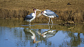 Marabou stork (Leptoptilos crumeniferus) in water, Kruger National park, South Africa