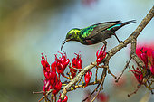 Mariqua Sunbird (Cinnyris mariquensis) on a branch, Kruger National park, South Africa