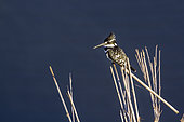 Pied kingfisher (Ceryle rudis) on reed, Kruger National park, South Africa