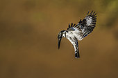 Pied kingfisher (Ceryle rudis) in flight, Kruger National park, South Africa