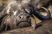 African buffalo (Syncerus caffer) and Red-billed Oxpecker (Buphagus erythrorhynchus), Kruger National park, South Africa