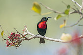 Scarlet-chested Sunbird (Chalcomitra senegalensis) on a branch, Kruger National park, South Africa
