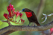 Scarlet-chested Sunbird (Chalcomitra senegalensis) eating nectar, Kruger National park, South Africa