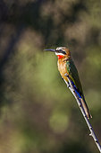 White-fronted Bee-eater (Merops bullockoides) on a branch, Kruger National park, South Africa