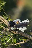 Southern yellow-billed hornbill (Tockus leucomelas) grooming on a branch, Kruger National park, South