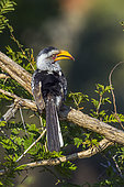 Southern yellow-billed hornbill (Tockus leucomelas) on a branch, Kruger National park, South