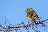 Yellow-fronted Canary (Crithagra mozambica) ona branch, Kruger National park, South Africa