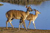 Nyala (Tragelaphus angasii) at the edge of water, Kruger National Park, South Africa