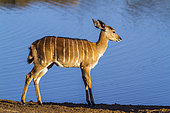 Nyala (Tragelaphus angasii) at the edge of water, Kruger National Park, South Africa
