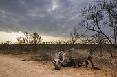 Southern white rhinoceros (Ceratotherium simum simum) Female dying and young, Kruger National Park, South Africa