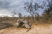 Southern white rhinoceros (Ceratotherium simum simum) Female dying and young, Kruger National Park, South Africa