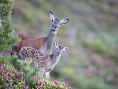 Red Deer (Cervus elaphus), doe with calf standing in rhododendrons, Stubai Valley, Tyrol, Austria, Europe