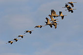 Common Cranes (Grus grus), Migratory flight over the Landes in autumn, Arjuzanx, Aquitaine, France
