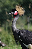 Portrait of Black Crowned-Crane (Balearica pavonina)