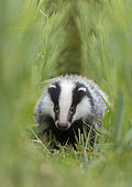 Badger (Meles meles) Young Badger looking for food amongst barley, England, Spring