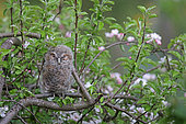 Tawny owl (Strix aluco) young in an apple tree in spring, Pyrenees, France