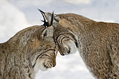 Two lynxes in love in winter - European lynx