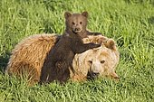 European Brown Bear mother with cub (Ursus arctos) in grass, Germany