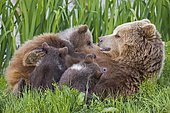 European Brown Bear mother is feeding her cups (Ursus arctos)