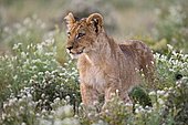 Young Lion (Panthera leo), Central Kalahari Game Reserve, Botswana, Botswana, Africa