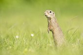 European ground squirrel (Spermophilus citellus), National Park Lake Neusiedl, Burgenland, Austria, Europe
