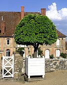 Orange tree in pot - Jardins du Château de Digoine, Palinges