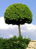 Orange tree in pot - Jardins du Château de Digoine, Palinges
