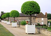 Orange trees in pot - Jardins du Château de Digoine, Palinges