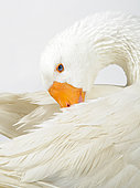 Domestic goose (Anser anser domesticus), male grooming
