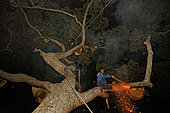 The Honey Nights. In the foliage, Hamsah and his brother Boni harvest, with the help of smokers, ropes and baskets, about twenty nests of the giant bee. This ancient technique barely differs from the harvests by the primitive people living on this island 12,000 years ago, as can be attested by the cave paintings of bee combs in the caves of Liang Karim situated in the east of the island in the Marang mountains. Borneo, Indonesia