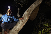 The Honey Nights. Pak Hamsah on a branch next to a nest of Giant honey bee (Apis dorsata), the giant bee of Asia whose geographic area stretches west to east from Pakistan to Bornéo and north to south from the Himalayas to Sri Lanka. Borneo, Indonesia