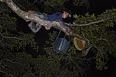 The Honey Nights. Boni, Hamsah's brother, is a daring climber who does not fear a few stings. The swarms are harvested at night to avoid the fury of the giant bees, which are disoriented by the darkness. Borneo, Indonesia
