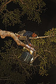 The Honey Nights. Boni, advancing along a branch, holds in his hand a smoker made of ficus roots. The bees in flight, lit up by our flashlights, sparkle like little stars. Borneo, Indonesia