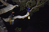 The Honey Nights. Seated on the same branch, Hamsah and his brother harvest the combs full of honey. Borneo, Indonesia