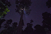 The Honey Nights. The Datu Nahar lalau beneath a starry night with its foliage lit up by the climbers flashlights. Borneo, Indonesia