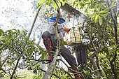 The Honey Nights. The harvesting of a honey board during the day has to be quick. The harvester climbs the tree, smokes abundantly with the smoker and within a few minutes cuts the end of the comb. Then he climbs back down and onto the boat that immediately sails away to avoid the many attacks and also let the bees return to their nest. Borneo, Indonesia
