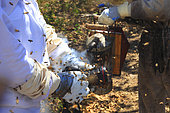 Killers Africanized Honeybees. Smoking of the camera for a few moments of peace. Panama