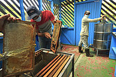 Killers Africanized Honeybees. The men cut the wax cap that proves that the honey is ripe upon harvesting and, in the background, another man handles the cappings dryer. Panama