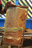 Killers Africanized Honeybees. The wax that closes the wax cells full of honey is cut. Panama