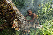 The pygmy canopy honey. Surrounded by bees, the honey-hunter balancing on the tree trunk plunges his hand into the nest to harvest the honeycombs. In the N’Bensele clan, the best way to find a wife in the camp is to give her honey. A man has to know how to climb and not be afraid of stings. Likouala, Congo